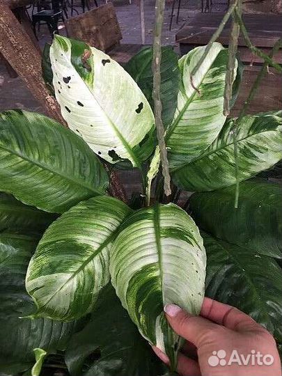 Спатифиллум 