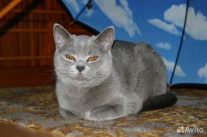 Передержка котиков