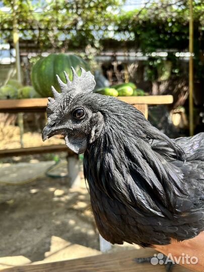 Петух ухейилюй