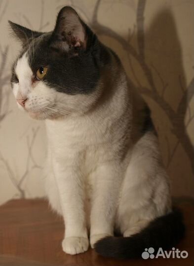 Серо-белый кот британец (метис) Чарли, кастрат