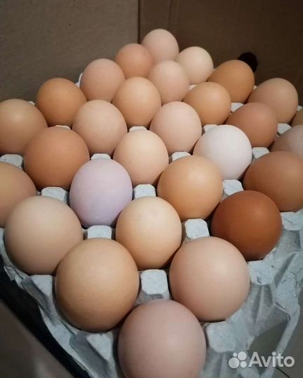 Свежее крупное куриное яйцо