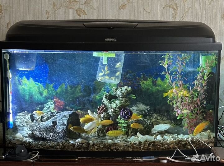 Малавийские цихлиды желто-оранжевые