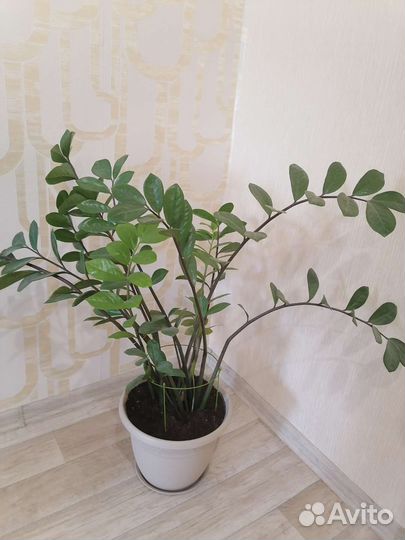 Продам цветы комнатные