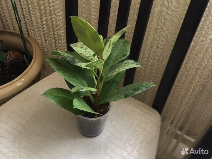 Фикус шривериана