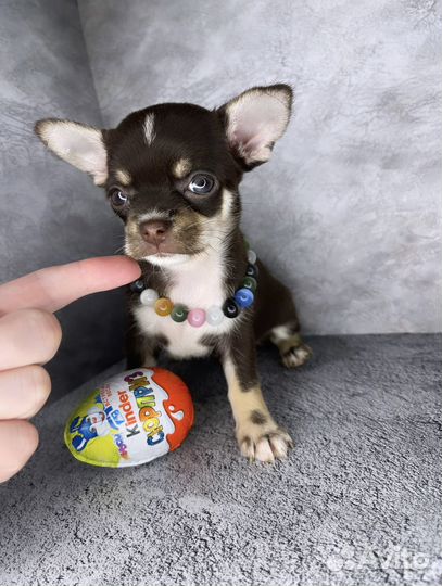 Кукольная мини девочка чихуахуа