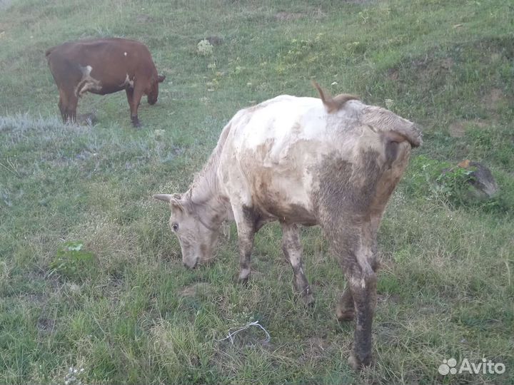 Продам телок