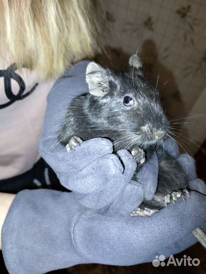 Грызуны бесплатно с клеткой в добрые руки