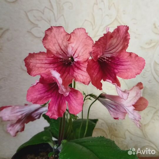 Стрептокарпус