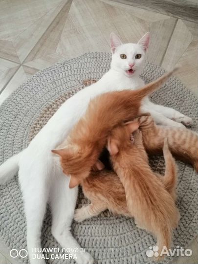 Турецкая ангора