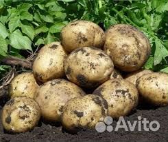 Картофель 50р./кг, доставка от 20кг.бесплатно