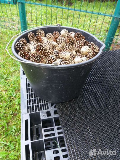 Шишки сосновые