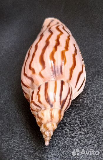 Морские ракушки раковины