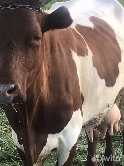 Продажа коров