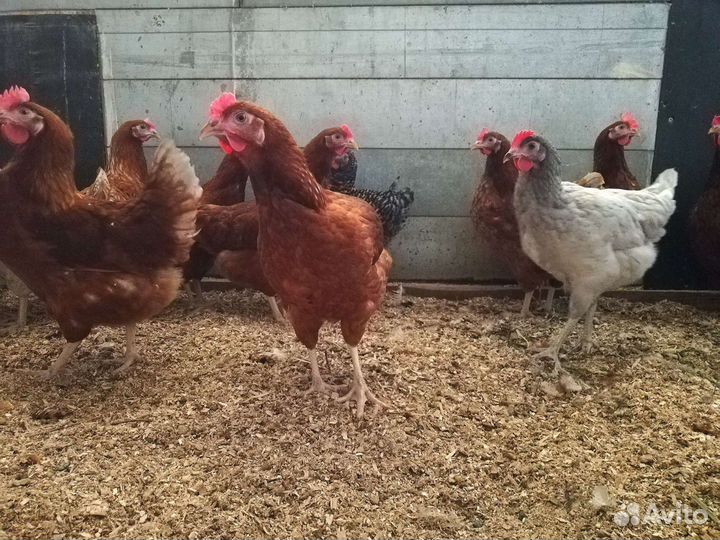 Куры Родонит (коричневые) - молодки - несушка