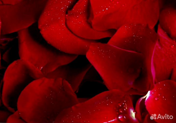 Лепестки роз