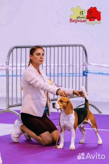 Хендлер. Дрессировка. Показ собак на выставках