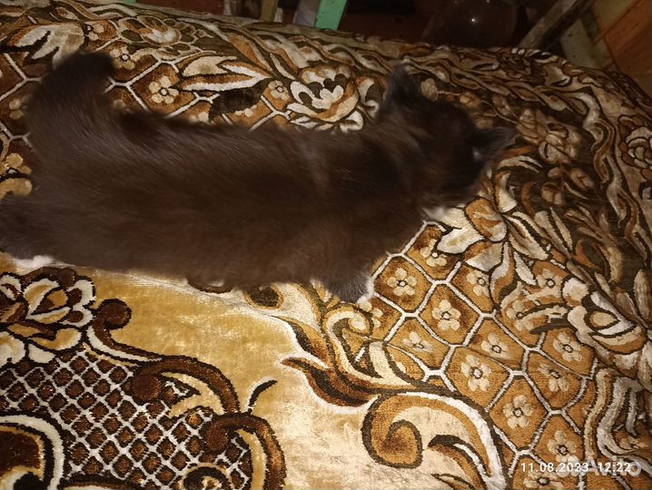 Кошечка в добрые руки