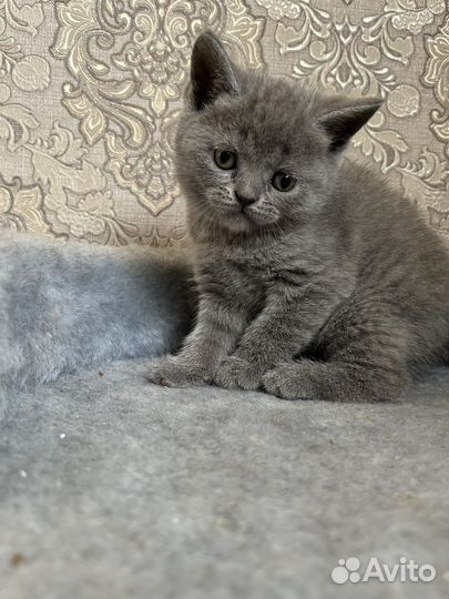 Британская кошка