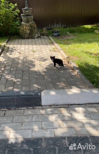 Котенок малышок бояка в добрые руки бесплатно