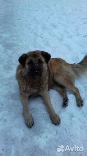 Отдам кастрированного песика