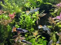 Рыбки гуппи и аквариумные растения