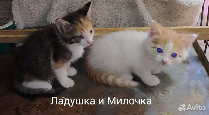 Ладушка и Милочка