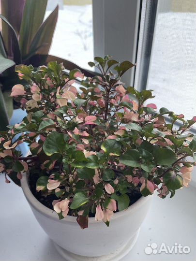 Цветок домашний Альтернантера