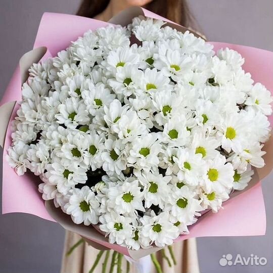 Хризантема Цветы Доставка