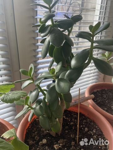 Толстянка дерево