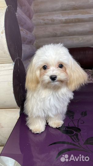 Мальтипу мальчик