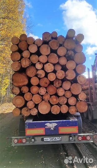 Лес кругляк