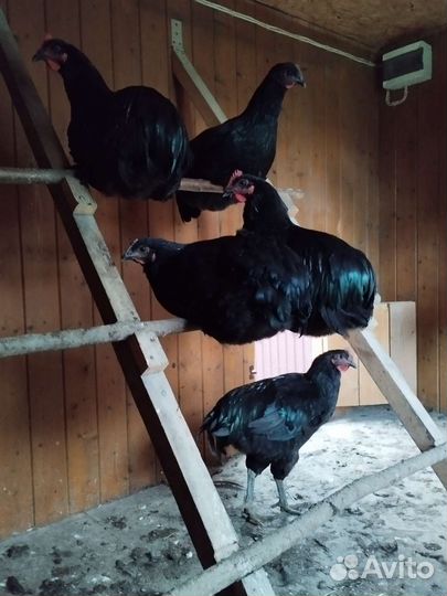 Молодые петушкиДжесирский гигант, Черно м маран