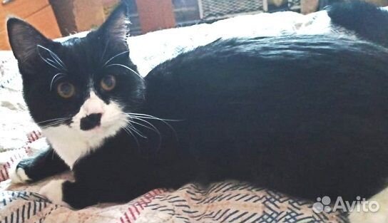 Пусенька, около двух лет, в добрые ручки