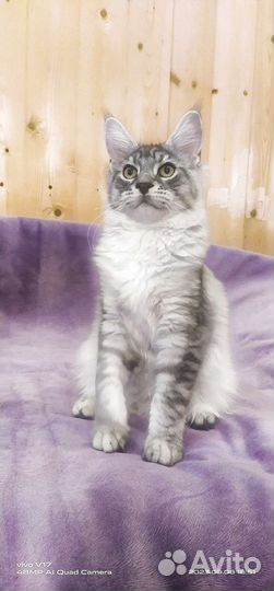 Котята Мейн-Кун Питомник