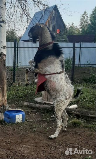 Услуги козла