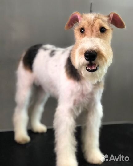 Курсы груминга