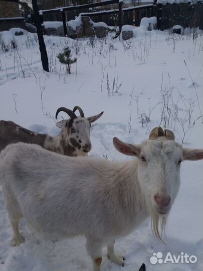 Дойные козы