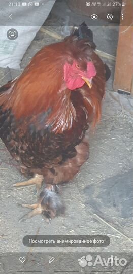 Куры петухи