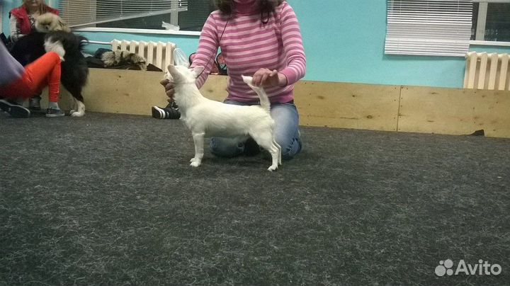 Белый мальчик вязка, опытный, выезд,ркф