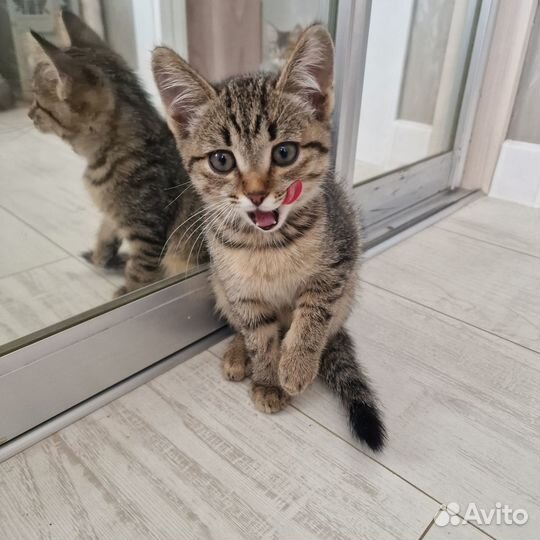 Отдам котят