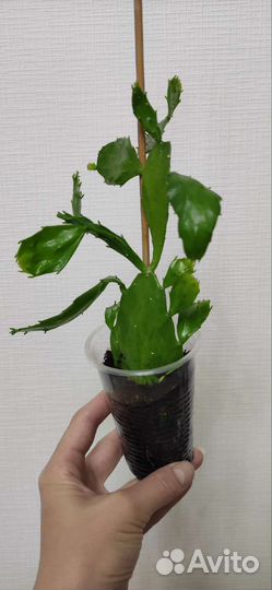 Опунция, кактус, цветок