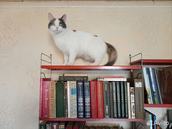 Книги (поэзия)