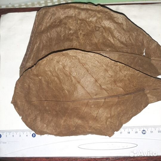 Сушеные листья миндаля