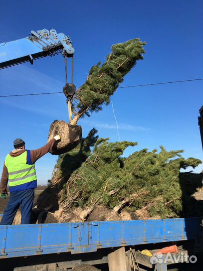 Сосна крупномер зкс