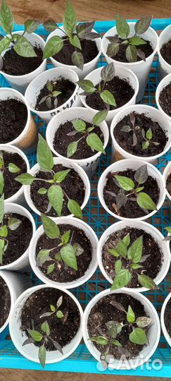 Перец Черная Жемчужина