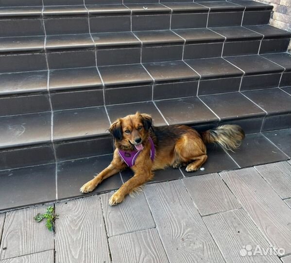 Собака в добрые руки