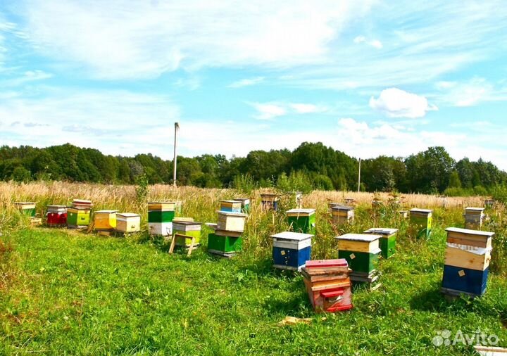 2024 Мед натуральный из Алтая оптом