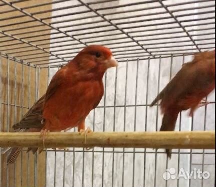 Канарейки красные,черно-красные, изабелла