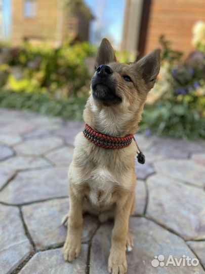 Помесь овчарки