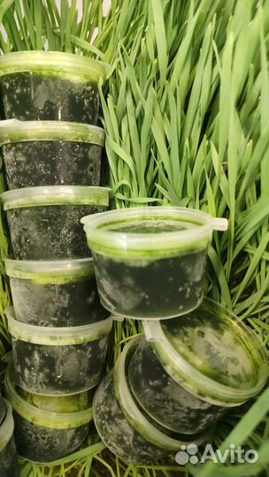 Витграсс в наличии и под заказ